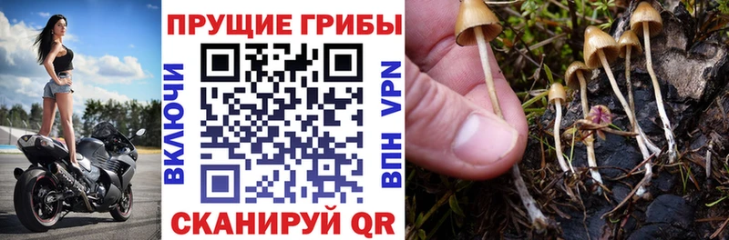 цена Лобня omg tor Галлюциногенные грибы Magic Shrooms